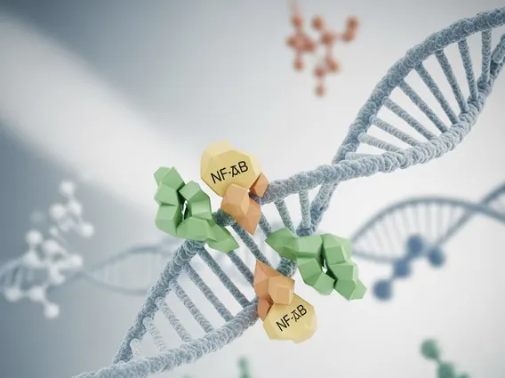 Nuclear Factor Kappa B