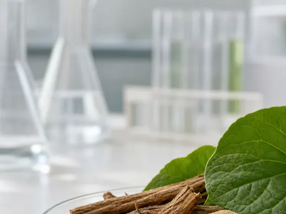 Kava Kava