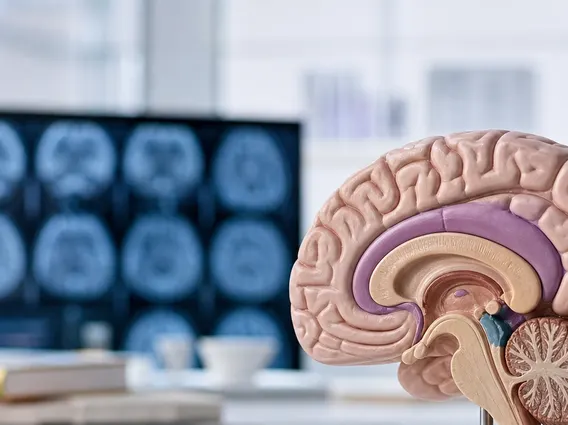 Limbic System