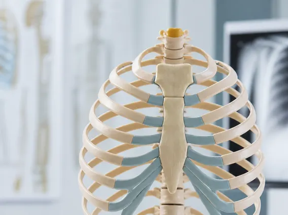 Sternum