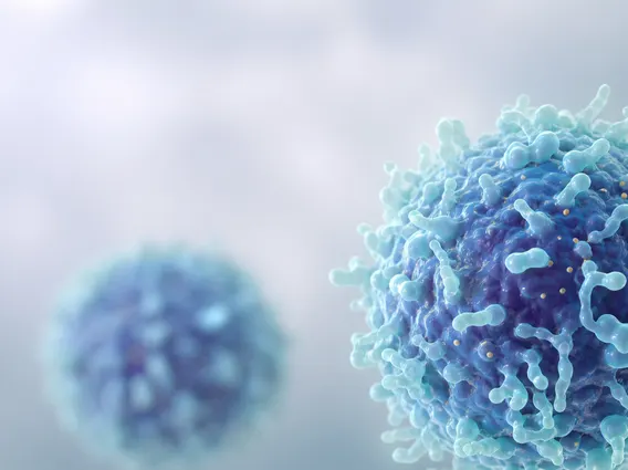 T Cell
