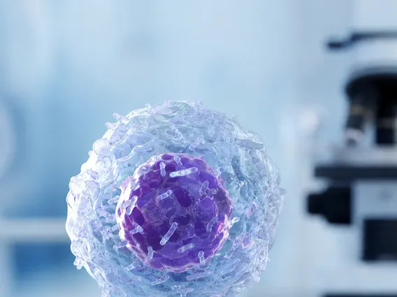 T Lymphocyte
